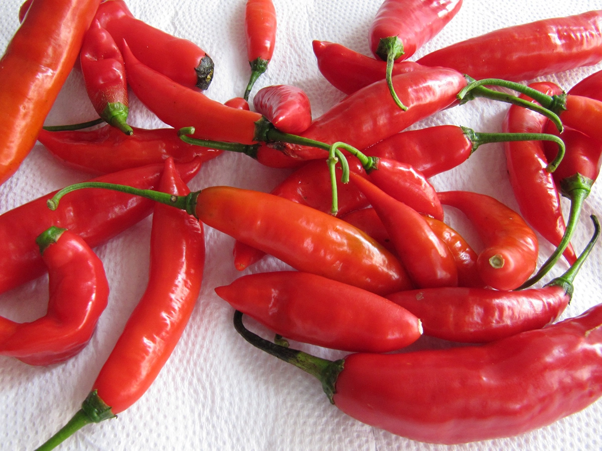 Chili Peppers 16.8.2025