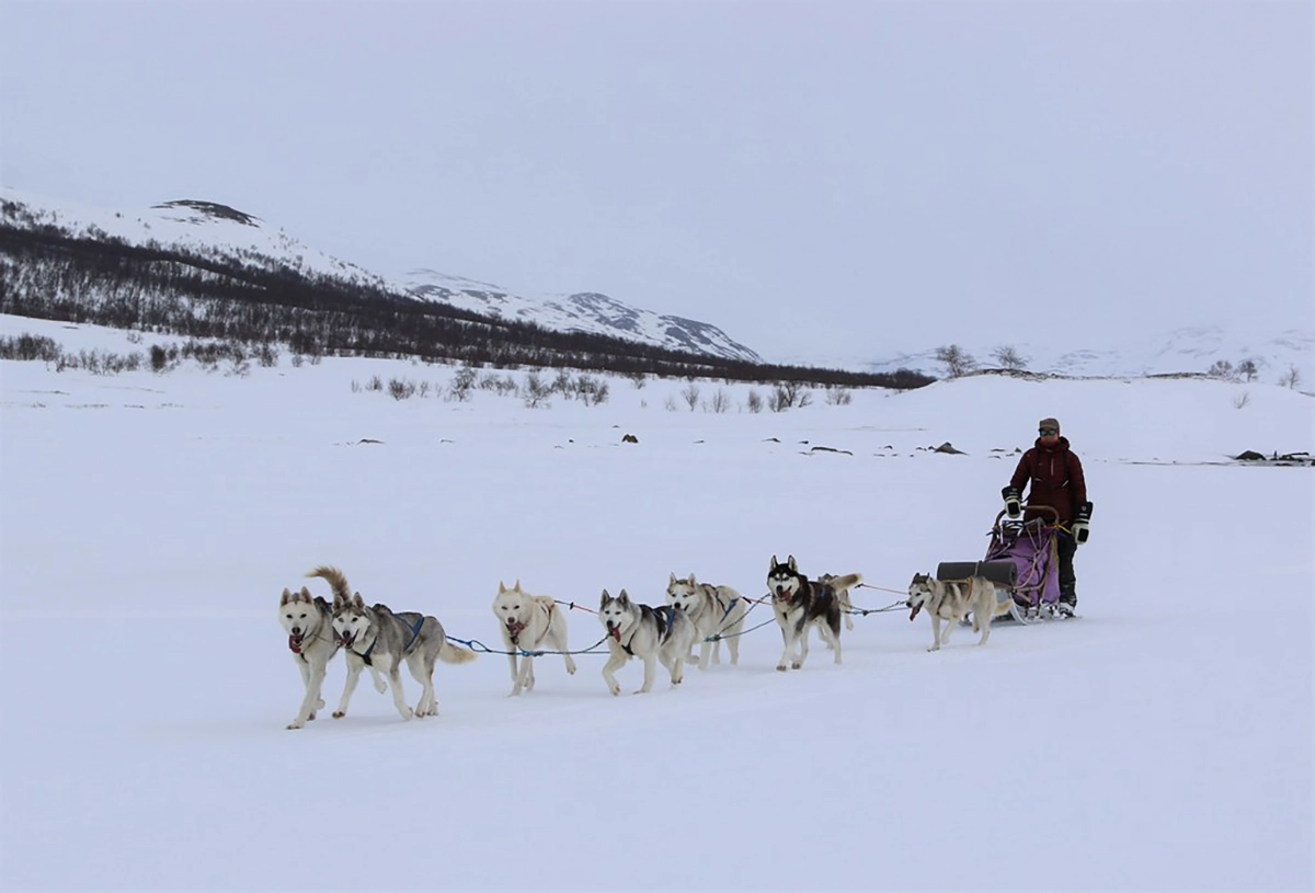 Dog Sledding in Norway 17.8.2025