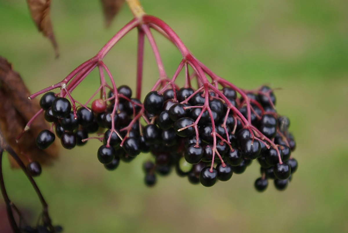 Elderberries 25.08.2025