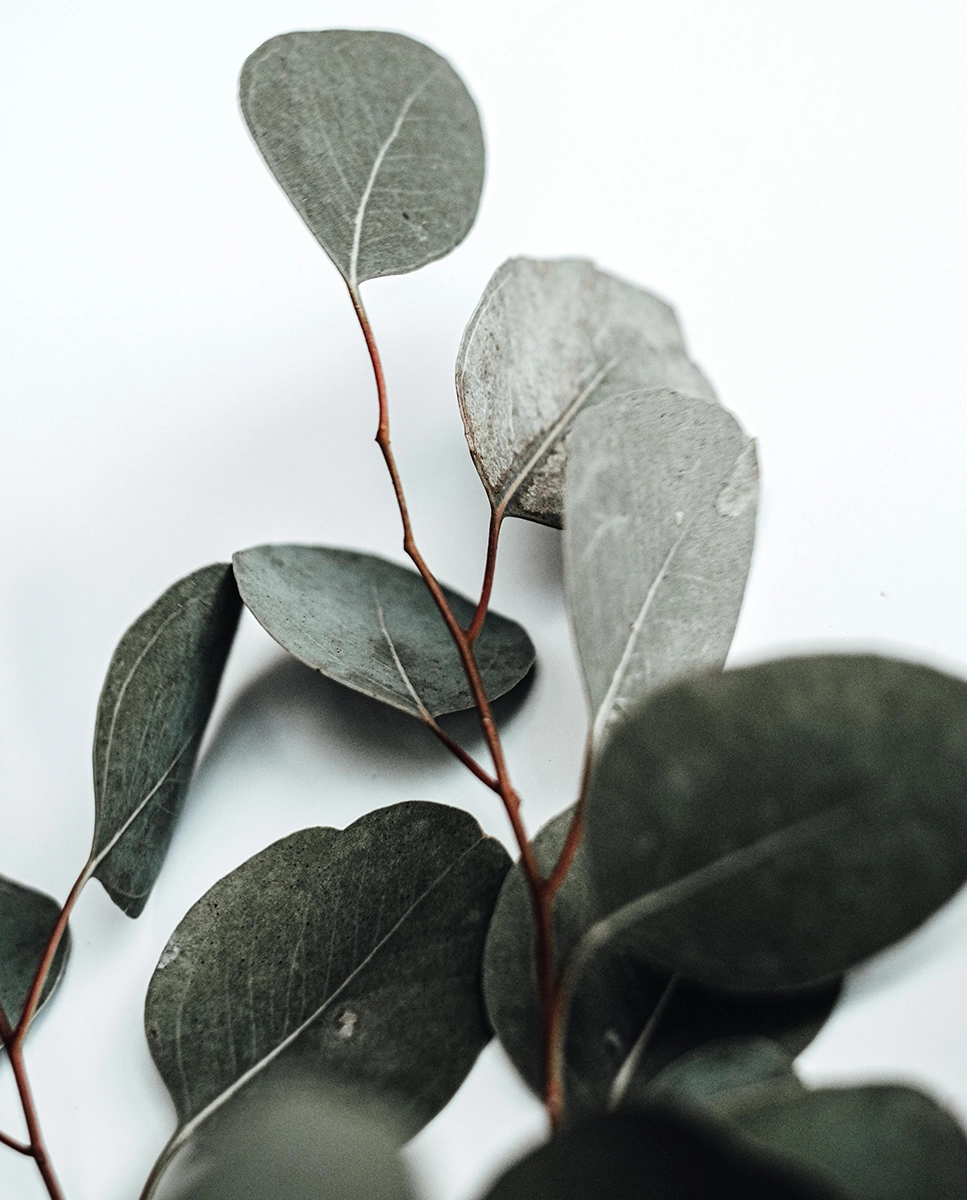 Eucalyptus 16.8.2025