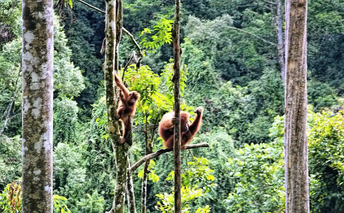 Lush jungles of Gunung Leuser National Park, Indonesia – a wildlife haven in Southeast Asia. Lush jungles of Gunung Leuser National Park, Indonesia – a wildlife haven in Southeast Asia.