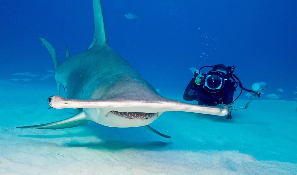 Hammerhead Shark 2.8.2025