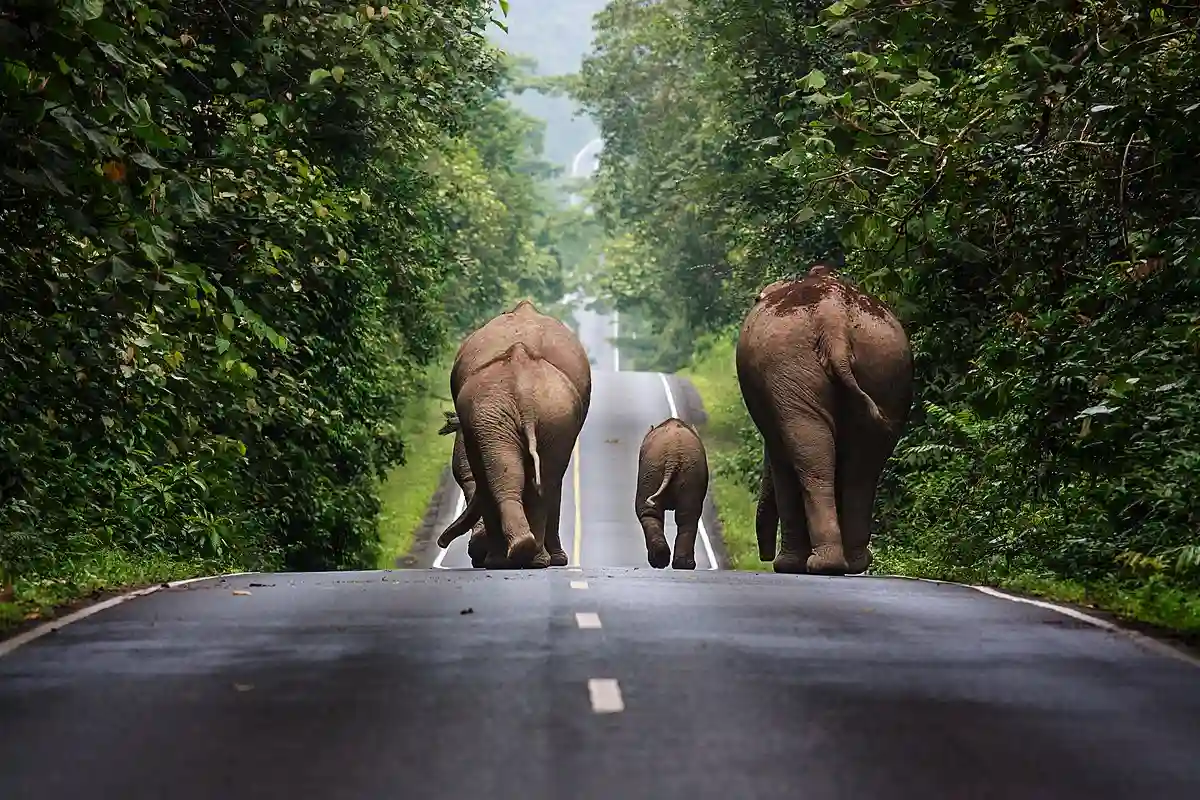 Three elephants walking along the road in Khao Yai National Park, Thailand, surrounded by lush jungle. Three elephants walking along the road in Khao Yai National Park, Thailand, surrounded by lush jungle.