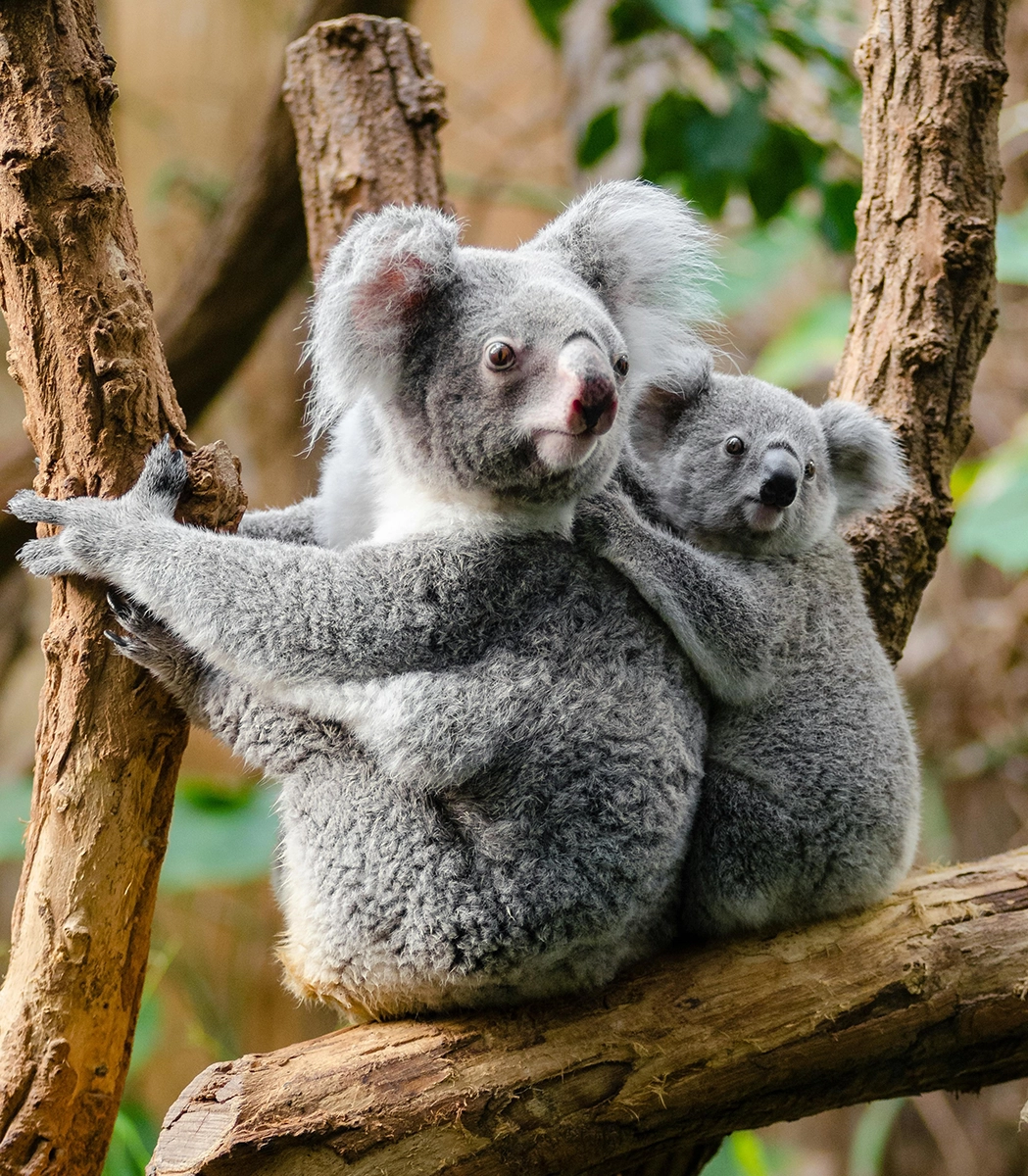 Koala 3.8.2025