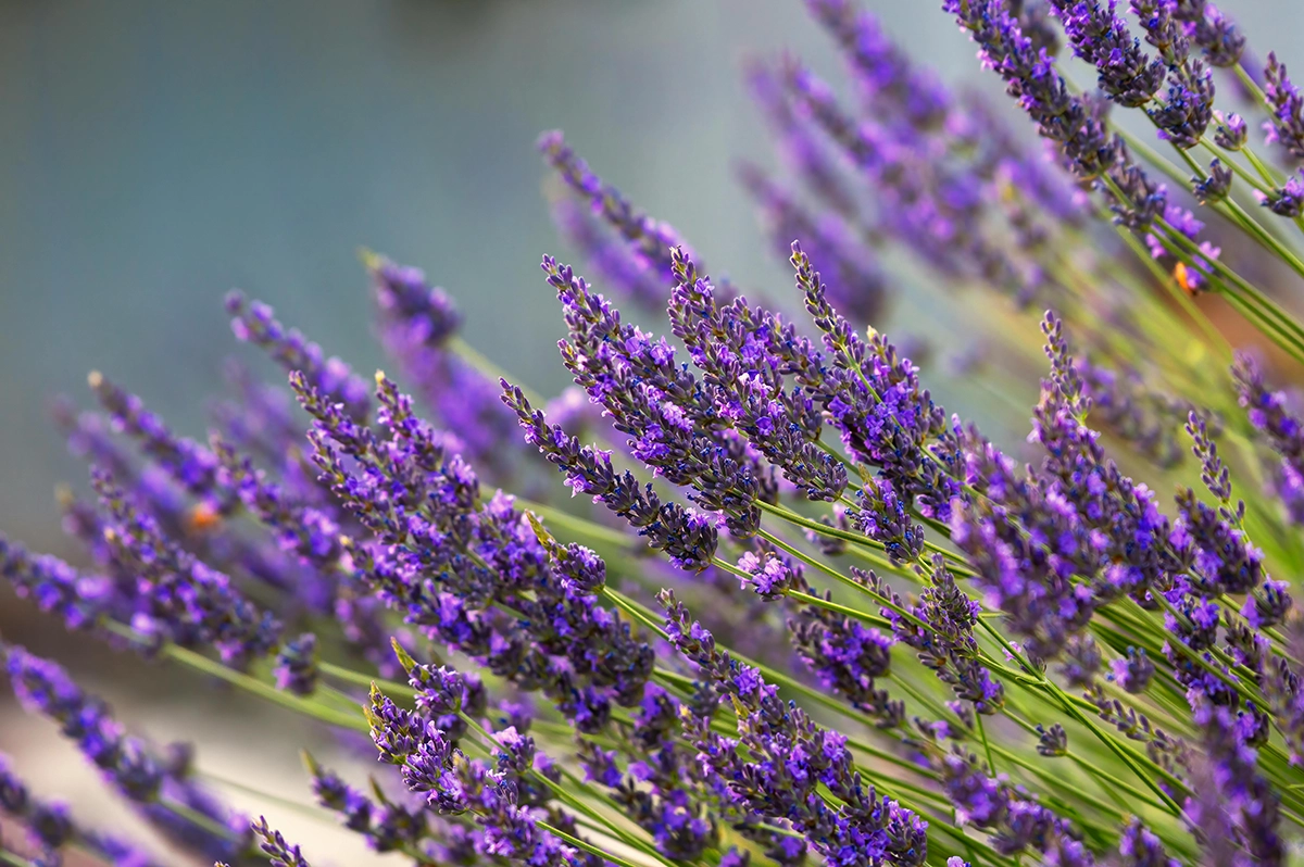 Lavender 16.8.2025
