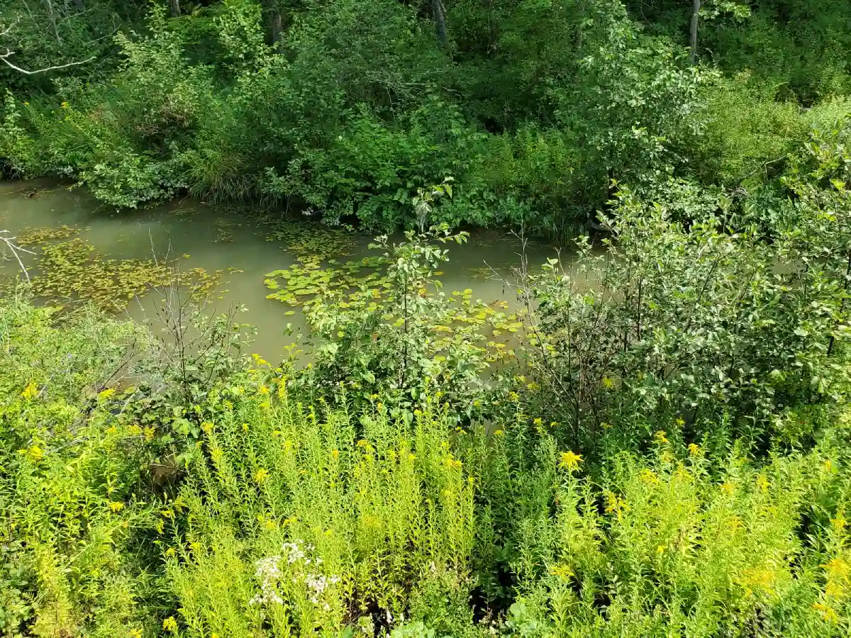 A peaceful trail at the Maine Audubon Society’s Gilsland Farm Sanctuary, with birds and lush greenery. A peaceful trail at the Maine Audubon Society’s Gilsland Farm Sanctuary, with birds and lush greenery.