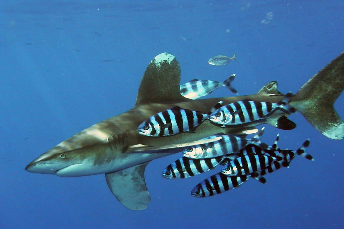 Oceanic Whitetip 2.8.2025