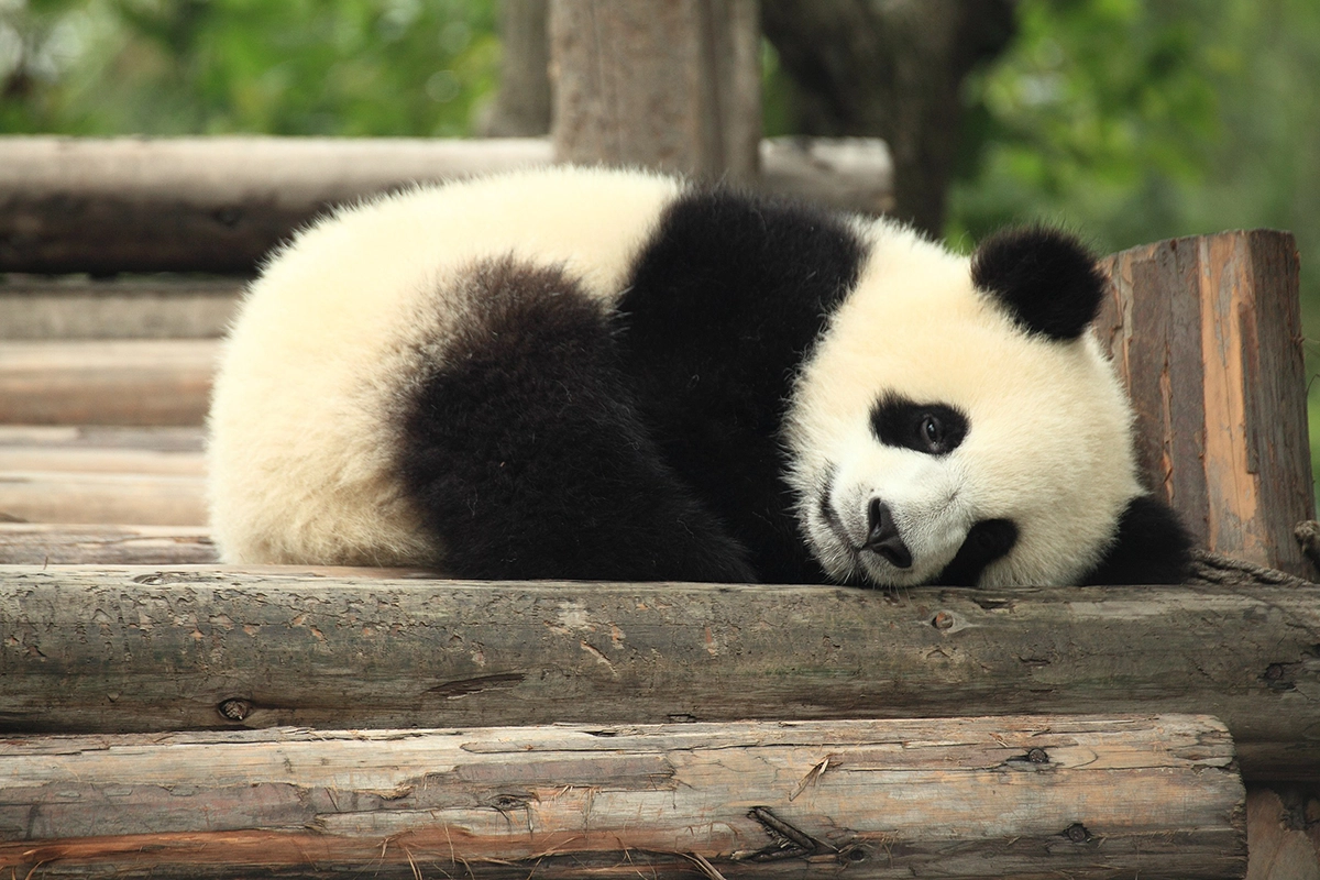 Panda 3.8.2025