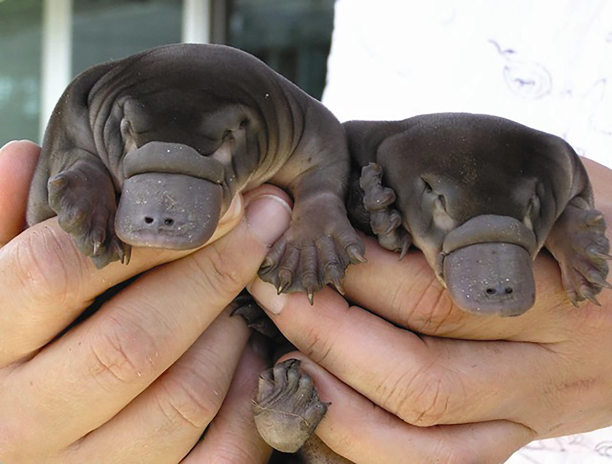 Platypus 3.8.2025