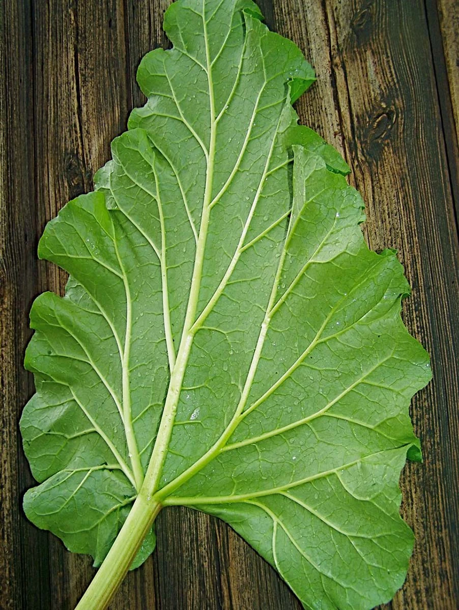 Rhubarb leaf 25.08.2025