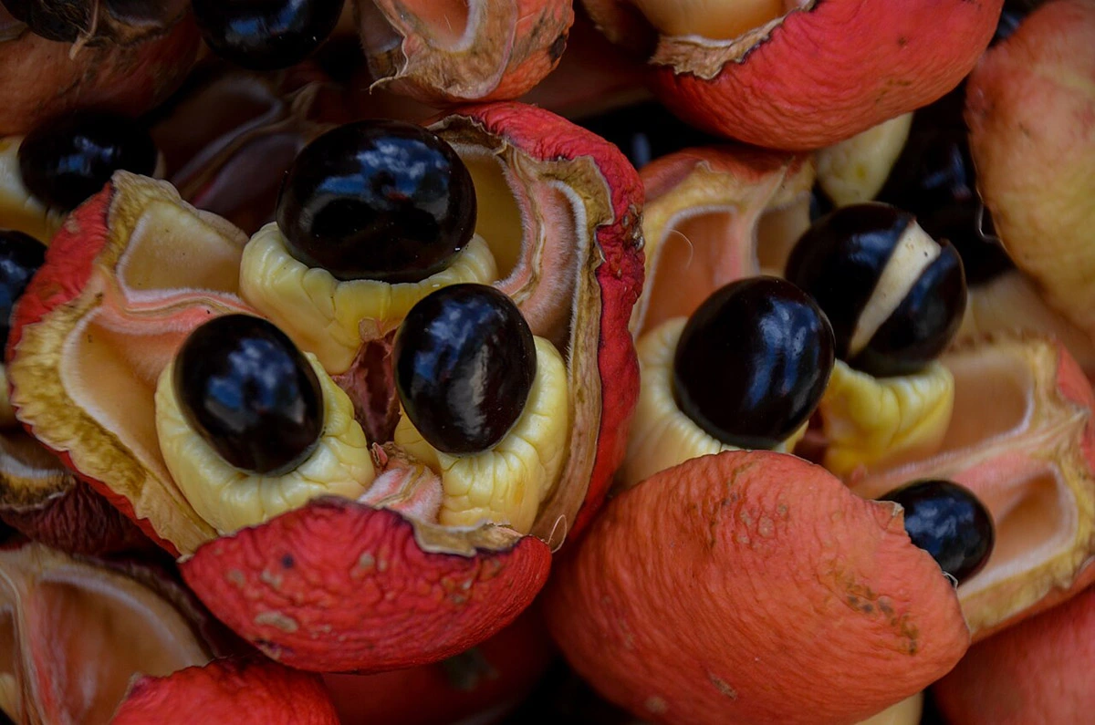Ripe ackee fruit 25.08.2025