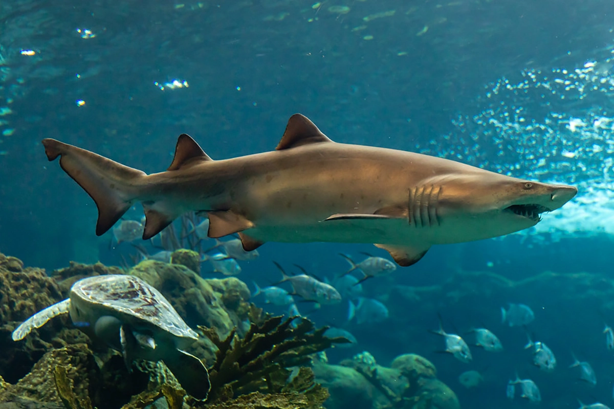 Sand Tiger Shark 2.8.2025