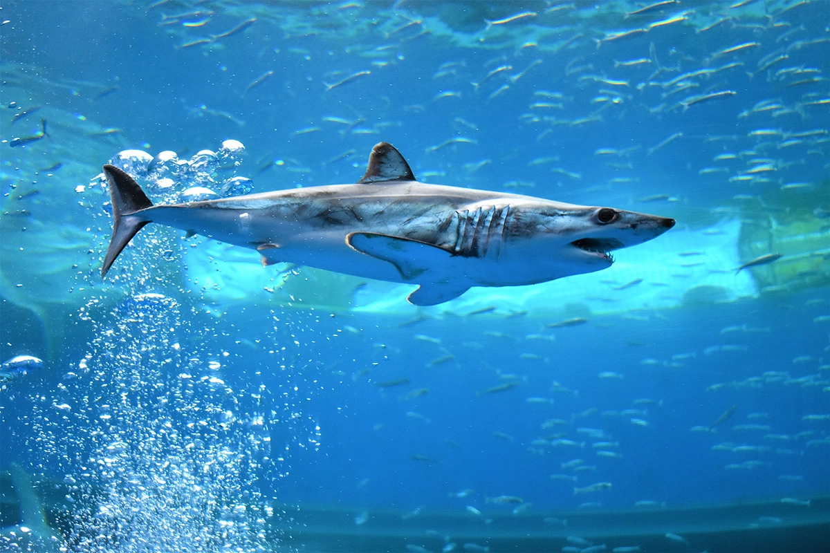 Shortfin Mako 2.8.2025
