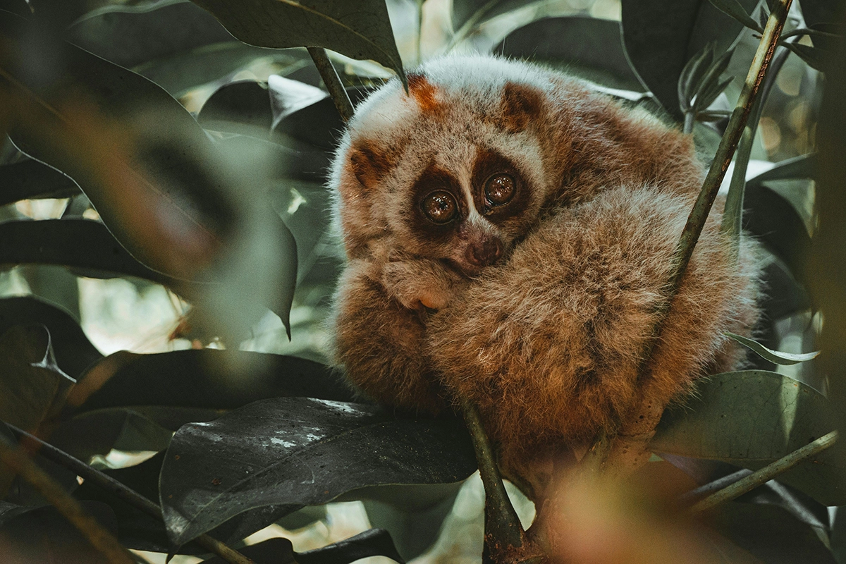 Slow Loris 3.8.2025