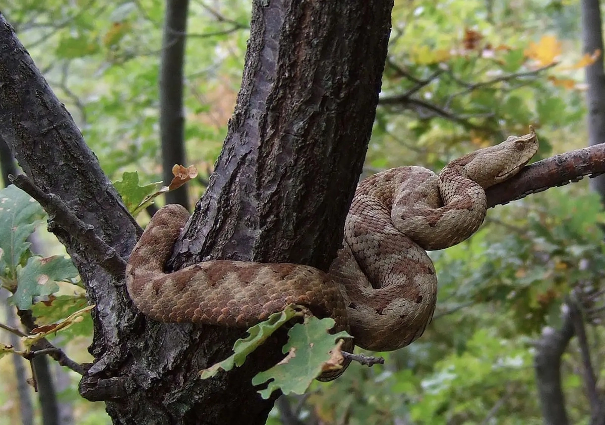 Snake Island Brazil 13.8.2025