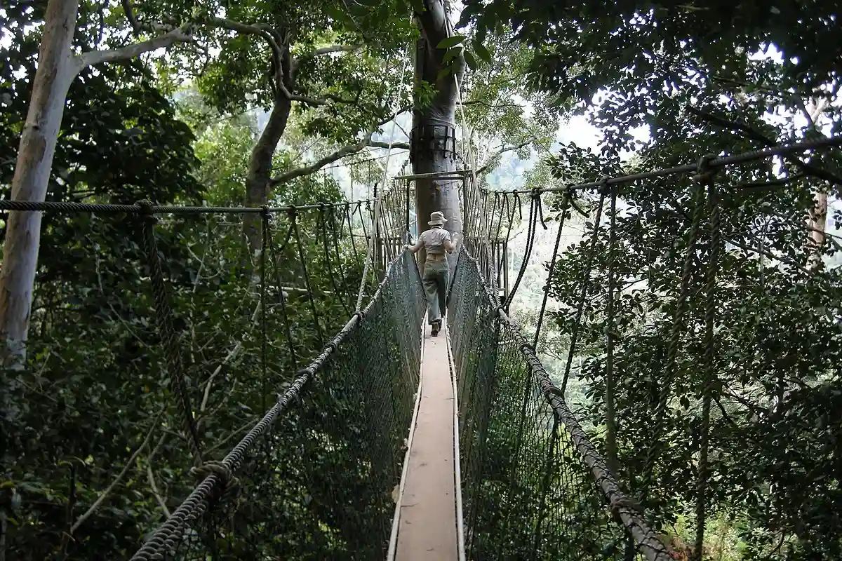 The Canopy Walkway in Taman Negara, Malaysia, offering a bird's eye view of the lush rainforest and towering trees.- best places to travel insoutheast asia The Canopy Walkway in Taman Negara, Malaysia, offering a bird's eye view of the lush rainforest and towering trees.- best places to travel insoutheast asia
