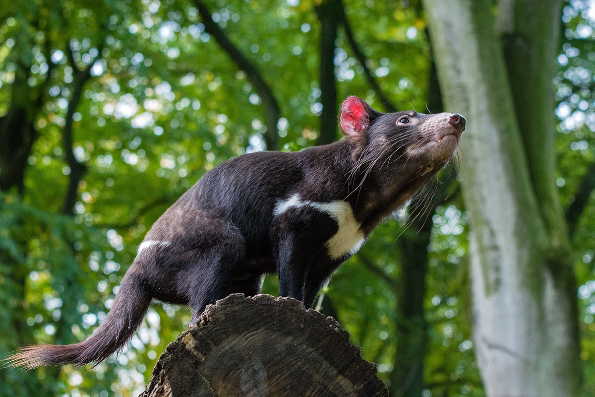 Tasmanian Devil 3.8.2025