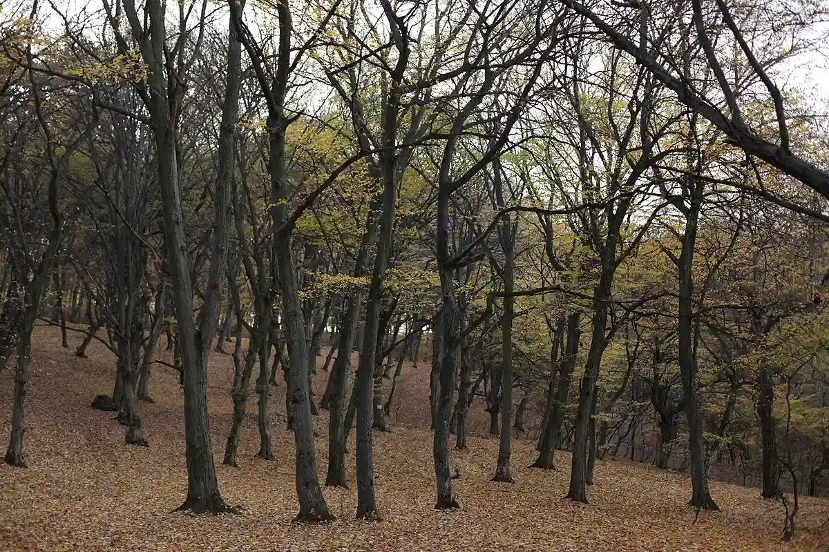 The Hoia Forest in 2012 The Hoia Forest in 2012