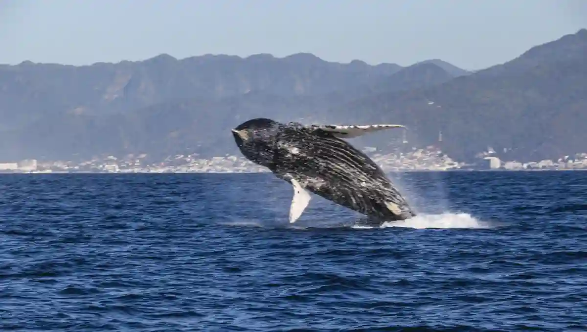 A humpback whale breaching the surface of the ocean off the coast of Puerto Vallarta, with clear blue skies in the background. A humpback whale breaching the surface of the ocean off the coast of Puerto Vallarta, with clear blue skies in the background.