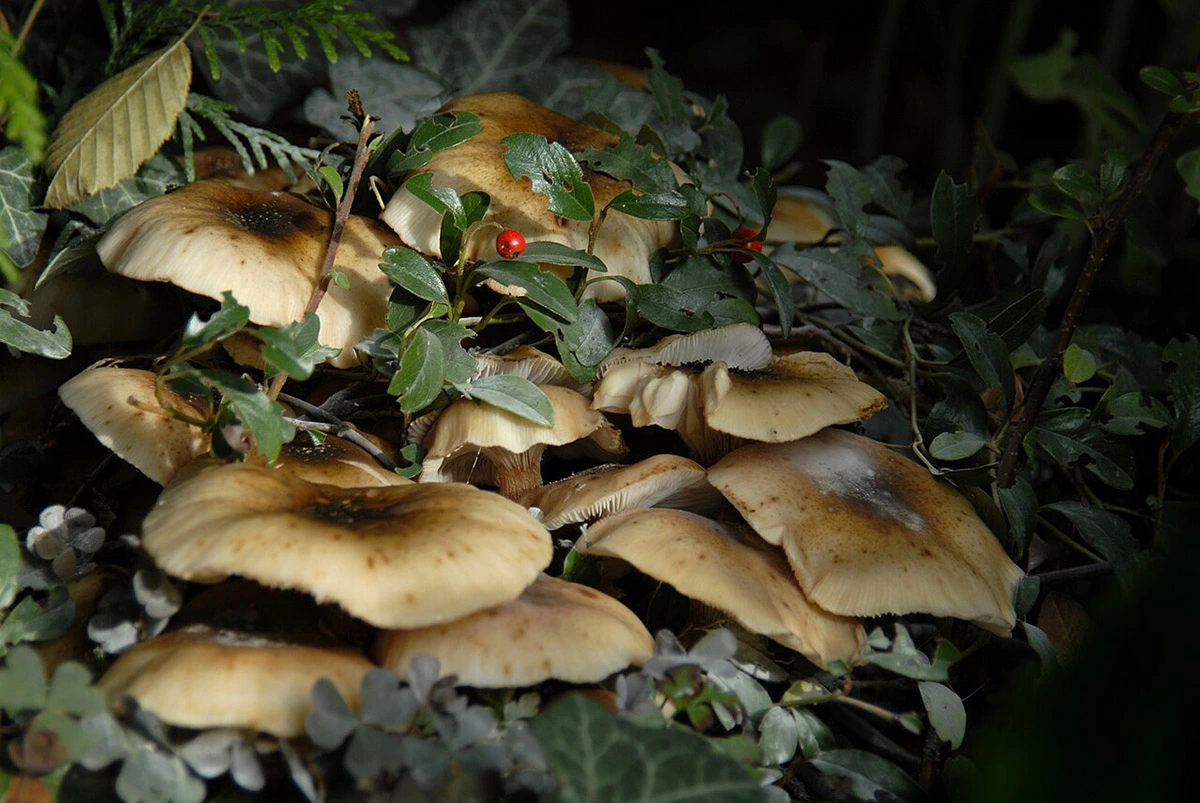 Wild mushrooms 25.08.2025