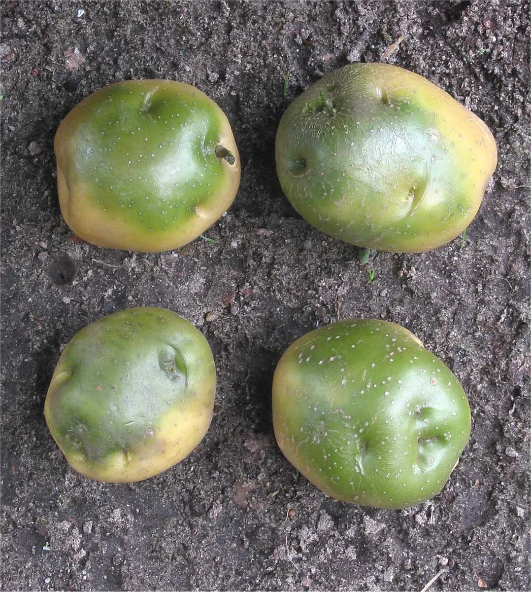 green potato 25.08.2025