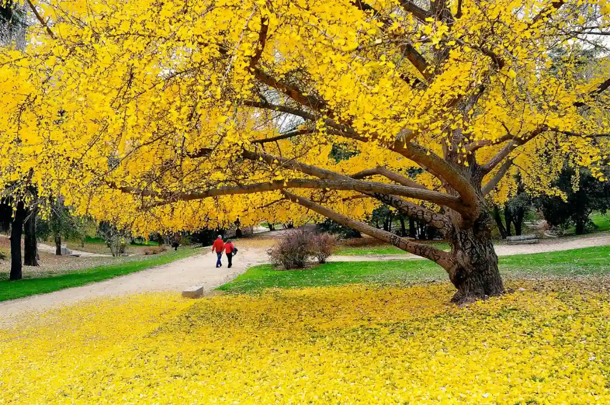A scenic view of Parque del Oeste in Madrid during November, with autumn foliage and tranquil pathways surrounded by vibrant fall colors. A scenic view of Parque del Oeste in Madrid during November, with autumn foliage and tranquil pathways surrounded by vibrant fall colors.