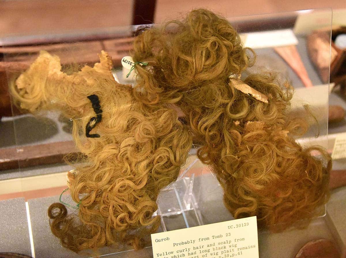 Yellow curly hair and scalp from body which had long black wig over hair. Parts of wig plait remains. From Egypt 21.02.2026